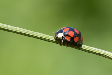 ladybug on grass stem