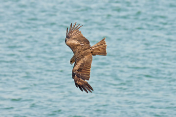 eagle in the sky
