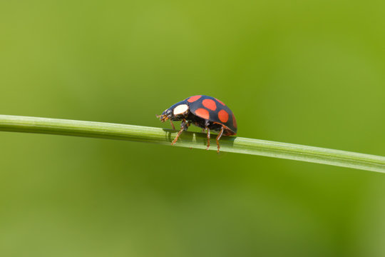 ladybug on grass stem - Powered by Adobe