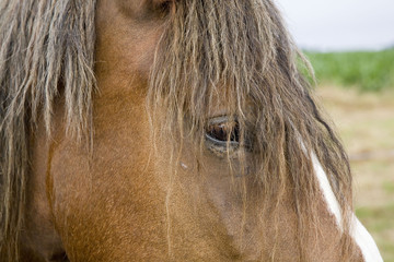 cheval de trait : portrait profil © JONATHAN