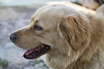 animal, chien : labrador