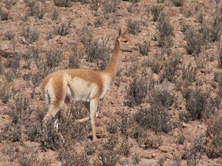 KONICA MINOLTA DIGITAL CAMERA