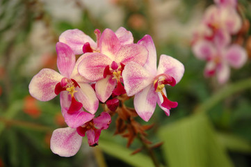 orchid