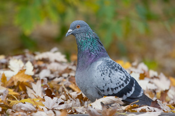 Pigeon in the leafs