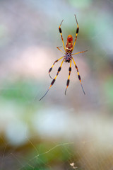 Orb-Weaver's Repairing Web