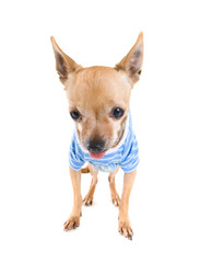 cute dog