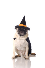 pug dog in witch costume