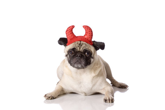 devil dog