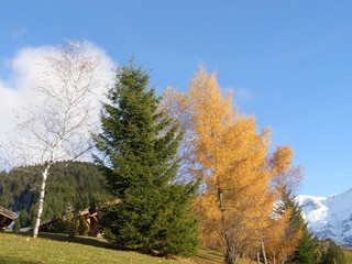 Bouquet d'arbres en automne