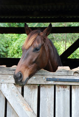 Obraz premium CHEVAL