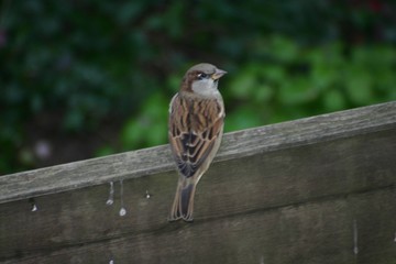 Spatz auf dem Zaun