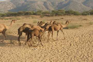 Camels Crossing a Sandy Desert in Rajasthan, India