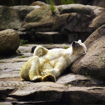 Fauler Eisb&auml;r