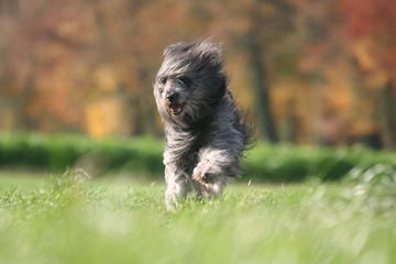Course du Berger des Pyrénées poils dans le vent