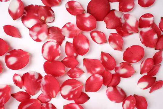 a background image of rose petals on white