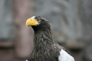 Beautiful portrait of a eagle looking right