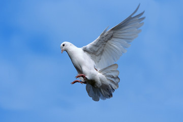White dove flying in Sky.