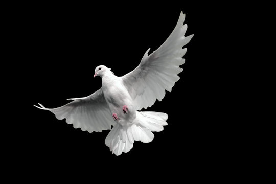 Free flying white dove. Isolated on a black background.