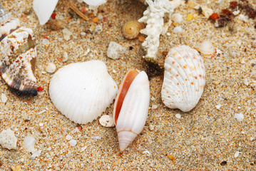 Shells in beach sand