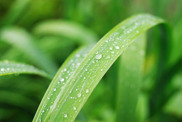 Fresh grass with dew drops