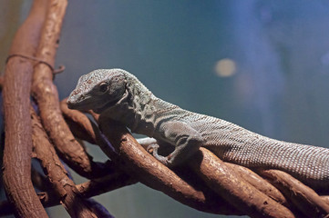 Tree Llizard
