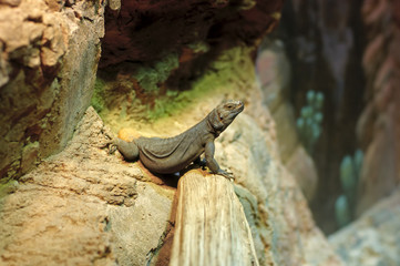 Lizard Watching