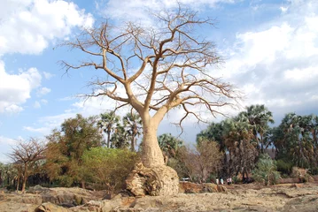 Papier Peint photo Autocollant Baobab Namibie - Le baobab