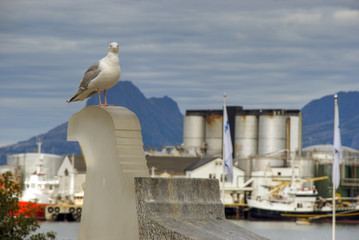 Fototapeta na wymiar Seagull in the city
