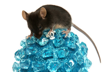 souris noire sur une boule bleue