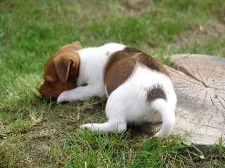 Jack Russel Terrier