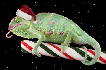 Candy cane Chameleon © Cathy Keifer