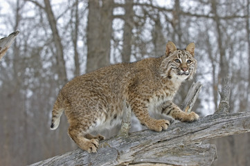 Bobcat