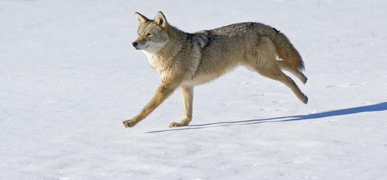 Coyote Running Images – Browse 1,373 Stock Photos, Vectors, and Video |  Adobe Stock