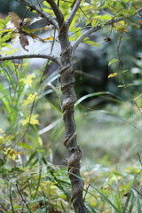 カズラの食い込んだ木