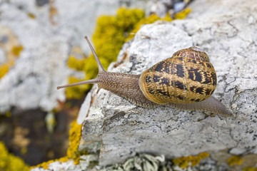 bretagne; belle-île : escargot, sur les rochers
