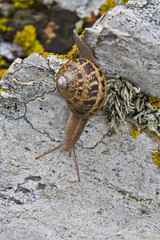 bretagne,belle-île : escargot dans les rochers