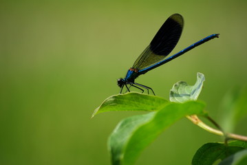 Libellule sur une feuille