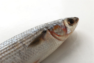 Cefalo - Mugil cephalus