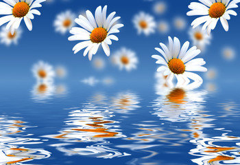 Camomile background