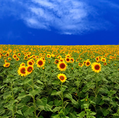 Fototapeta premium sun flower at field
