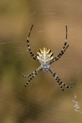 Araña (Argiope lobata) - Spider (Argiope lobata)