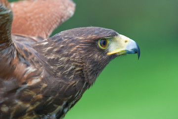 Halcón de Harris (Parabuteo unicintus)