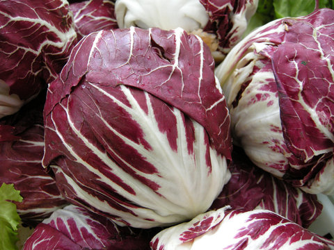 Salatk&ouml;pfe - Radicchio