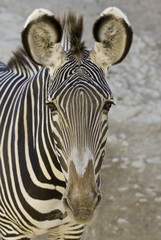 Fototapeta na wymiar Zebra Head Shot