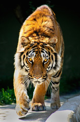 Fototapeta premium tygrys spacerujący wpatrzony w oczy Tiger Panthera tigris altaica
