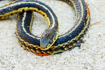 Garter snake laying in the sand