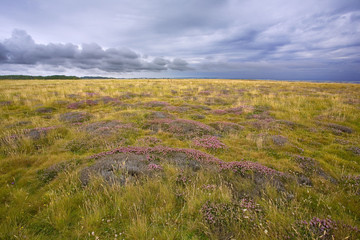 bretagne,belle-île,côte sauvage : lande sous les nuages