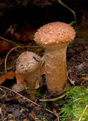 Two Small Mushrooms in the Underbrush