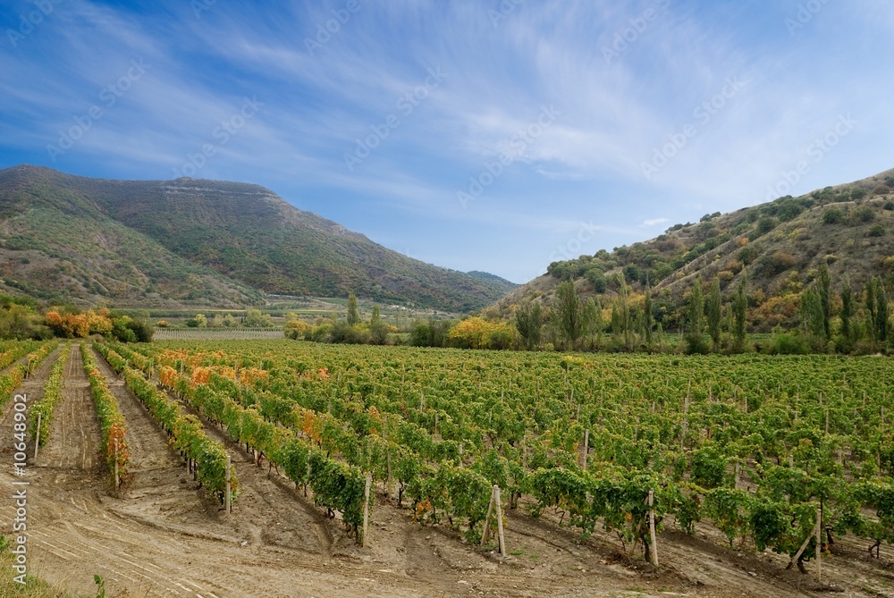 Wall mural vineyard