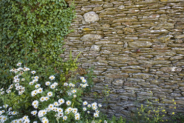 bretagne,belle-île : mur de pierre et marguerites